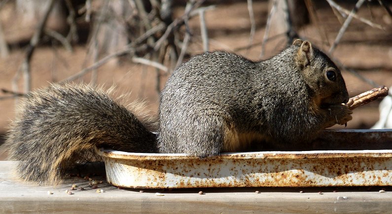 Poor, pitiful squirrel ... NOT!